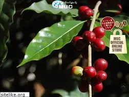 Sites similar to muc-coffee.co.jp