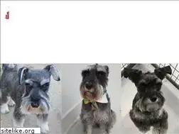 Sites similar to muttisland.com