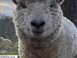 Sites similar to mylittlesheep.com