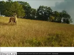 Sites similar to nadacnik.cz