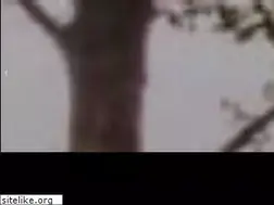 Sites similar to nakamotoforestry.de