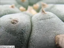 Sites similar to nanashigarden.com