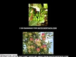 Sites similar to natechertack.com