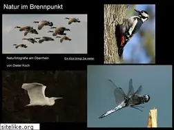 Sites similar to natur-im-brennpunkt.de