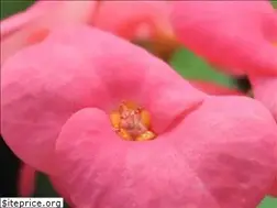 Sites similar to naturalezatropical.com
