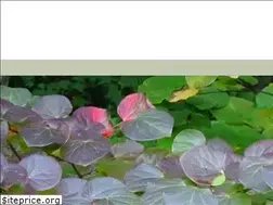 Sites similar to natureandforesttherapy.earth