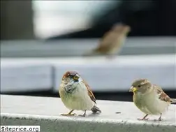 Sites similar to naturesense.info