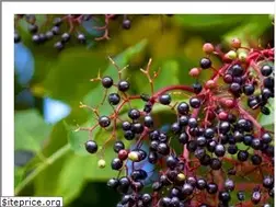 Sites similar to naturundheilen.info