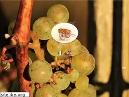 Sites similar to negromarialuigina.com