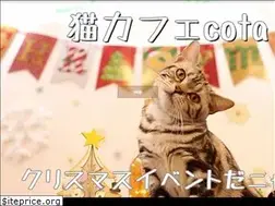 Sites similar to neko-cota.com