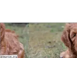Sites similar to nestlewoodlabradoodles.com