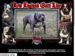 Sites similar to newenglandgottiline.com