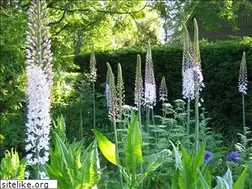 Sites similar to newgenerationplants.nl