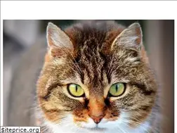 Sites similar to notigatos.es