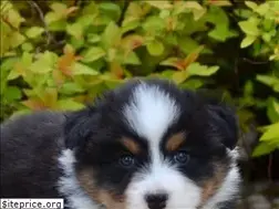 Sites similar to oaktreeaussies.com