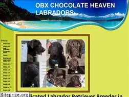 Sites similar to obxchocolateheaven.com