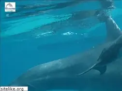 Sites similar to oceanario.co