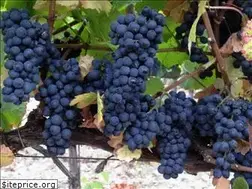 Sites similar to oconnellvineyards.com