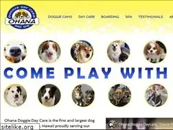 Sites similar to ohanadoggiedaycare.com