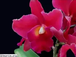 Sites similar to olympicorchids.com