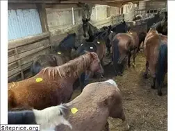 Sites similar to omegahorserescue.com