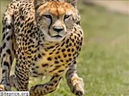 Sites similar to optimizacijasajtacena.rs