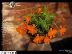 Sites similar to orchidee-atao.it