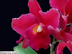 Sites similar to orchidscents.com