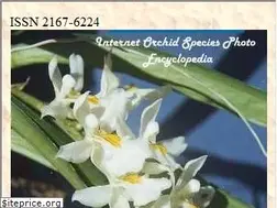 Sites similar to orchidspecies.com