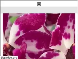 Sites similar to orchidweb.com