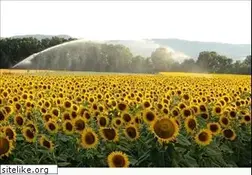 Sites similar to organicoils.it