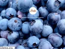 Sites similar to organicosbrita.cl