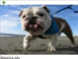 Sites similar to pacificnwbulldogrescue.org