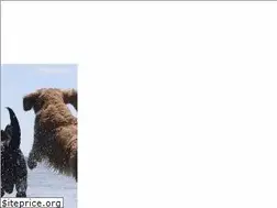 Sites similar to paradisepetresort.net