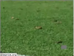 Sites similar to pasing-hockey.de