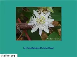 Sites similar to passiflorae.fr