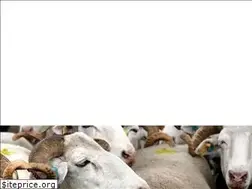 Sites similar to pasteisdebacalhau.com