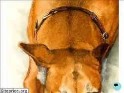 Sites similar to pawsforfriendshipinc.org