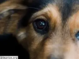 Sites similar to pawsgivemepurpose.com