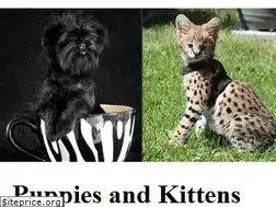 Sites similar to pawsitesonline.com