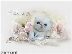 Sites similar to pele-mele-cats.de