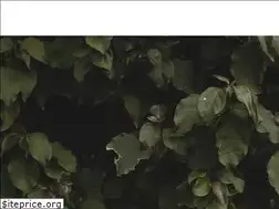 Sites similar to pergolahouse.pt