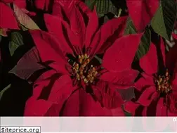 Sites similar to pergunteaoagronomo.com.br