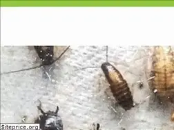 Sites similar to pestcontroldudes.com.au