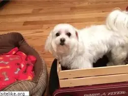 Sites similar to pet-pictures.com