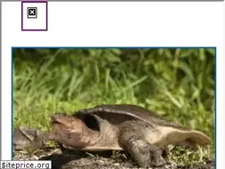 Sites similar to petcomments.com