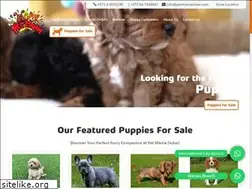 Sites similar to petmaniadubai.com