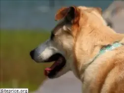 Sites similar to petprojectblog.com