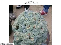 Sites similar to peyote.com