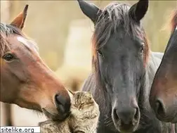 Sites similar to physio-equine.de